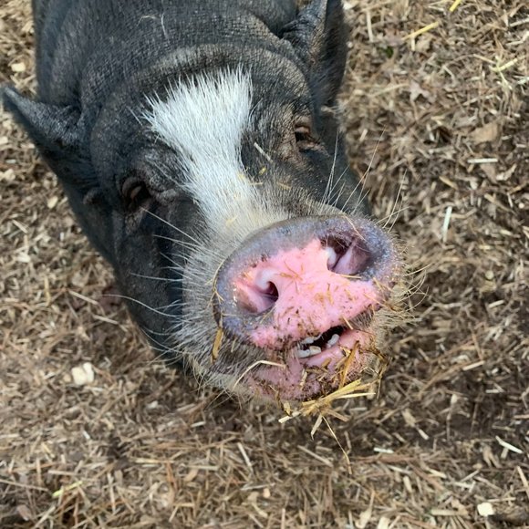 ❤Southern Oaks Sanctuary-All Sales Support our Non-Profit❤ - Picture 15 of 16